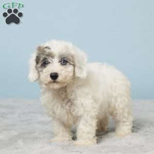 Leo, Miniature Poodle Puppy